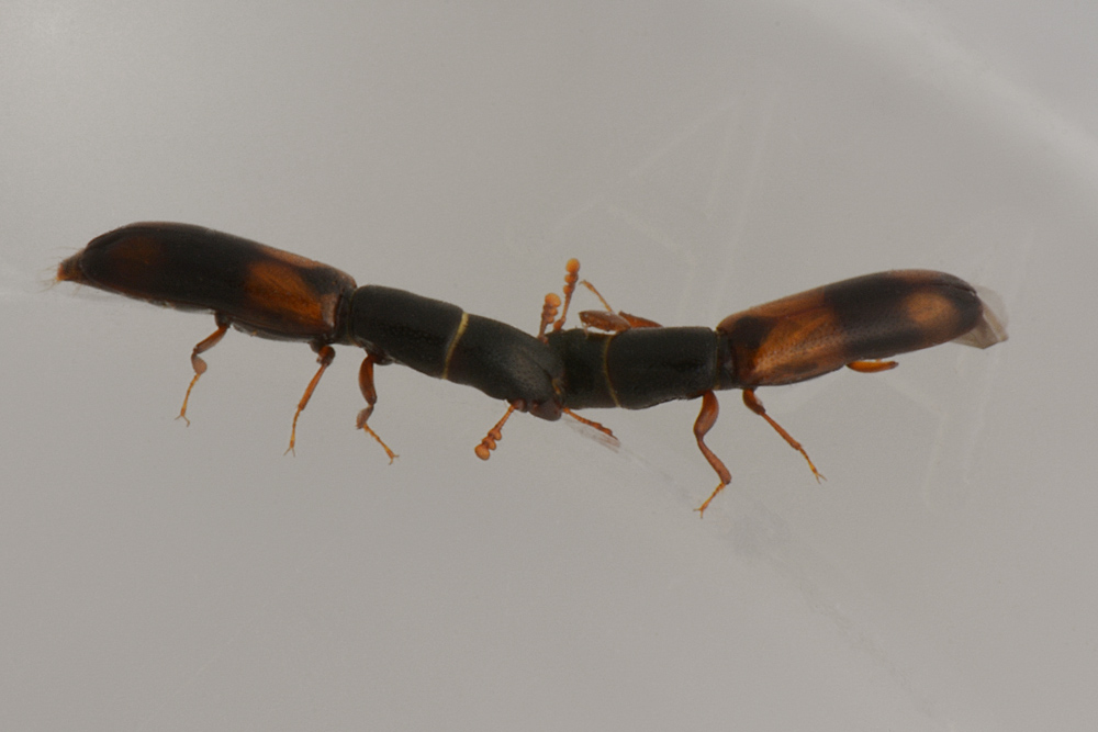 Trogositidae:   Nemozoma elongatum